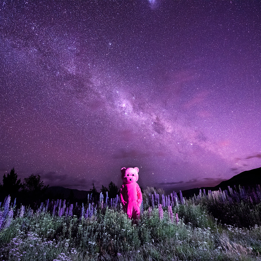 Pink Bear At Christie's